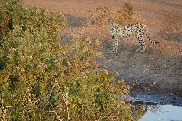 The big cats were out and about as promised