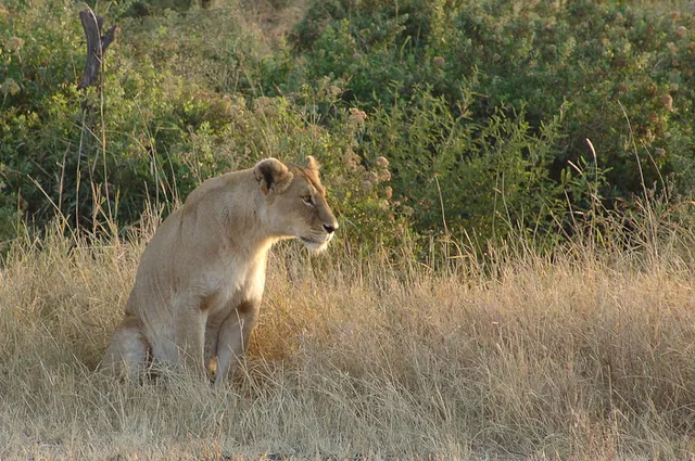 A nearby lion keeps watch on the cheetahs