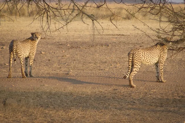 The cheetahs are wary of the nearby lion