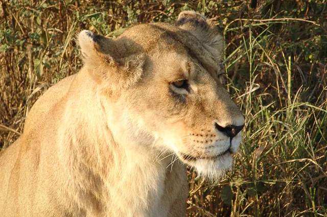 The lions [BIG-5] are unfazed by tourists snapping away like paparazzi