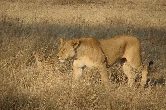 Mother and cub