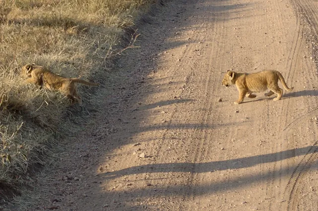 Pint size lion cubs ... cute!