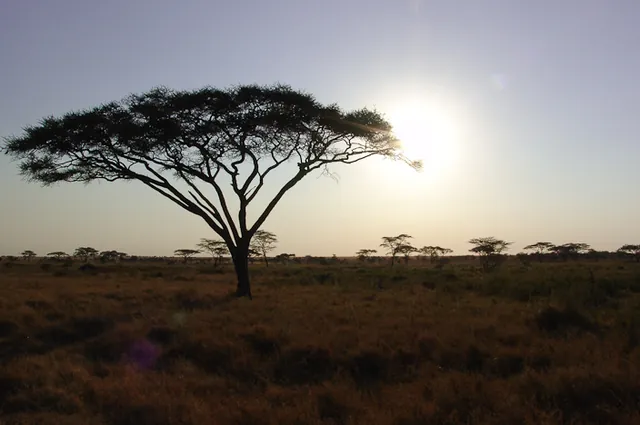 Great early morning acacia shot ... I love these trees!