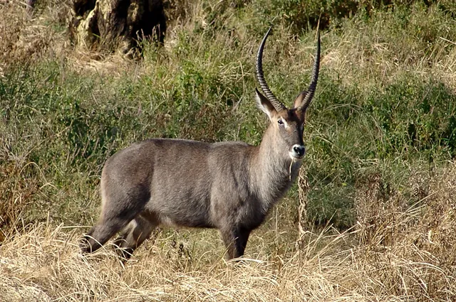 Serengeti — photograph 48