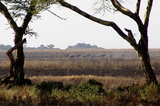Elephants marching