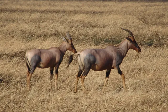 Serengeti — photograph 50