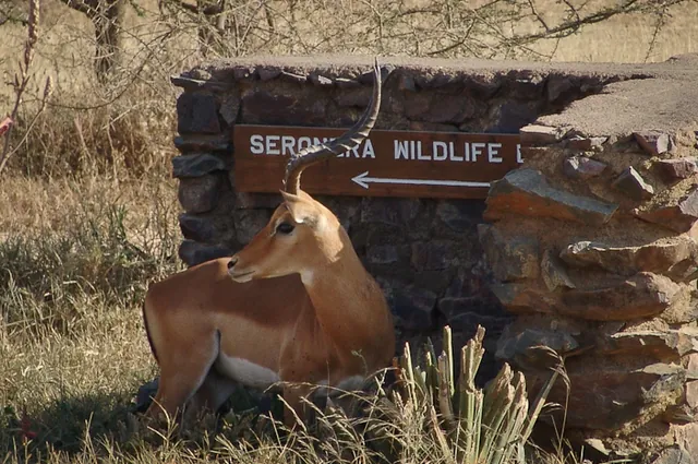 Serengeti — photograph 51