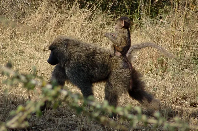 Cheeky little baboon