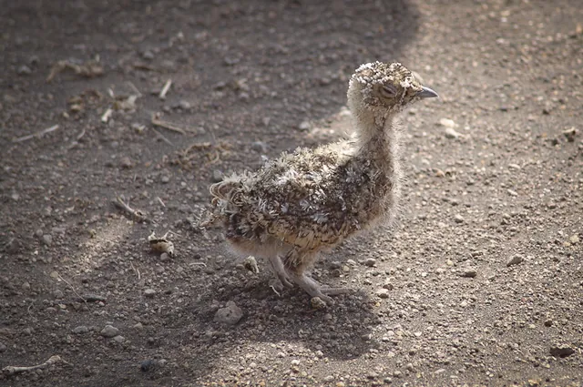 This little chick was wandering about near the dunes looking a bit lost