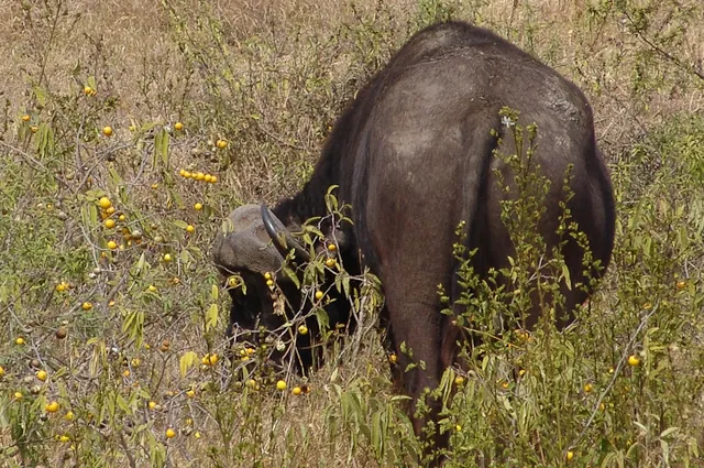 A buffalo grazing [BIG-5]
