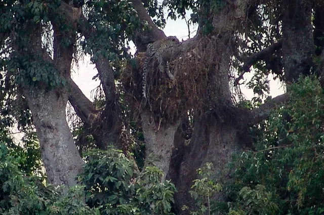 A leopard having an afternoon nap in the tree [BIG-5]