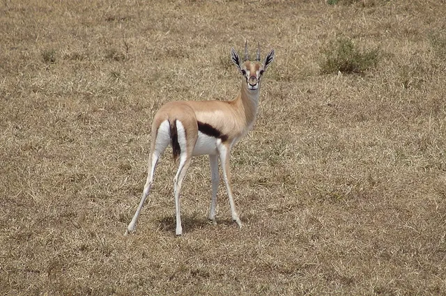 One of the many Thompson gazelles