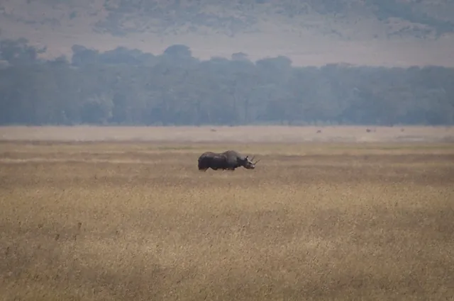 A Black rhino in the distance [BIG-5]