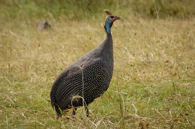 Guinea fowl
