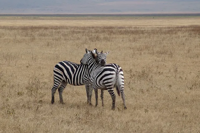 Zebras in love? Or just watching each other's back?