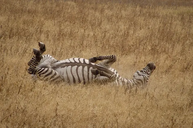 Ngorongoro Crater — photograph 16
