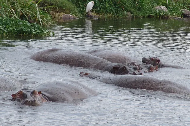 Hippos bathing