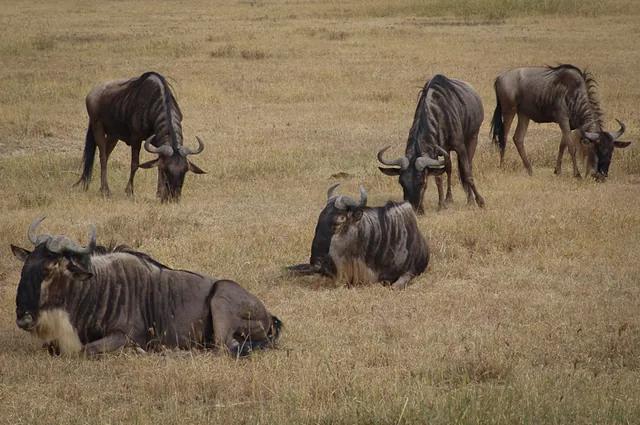 A group of wildebeest, but small leftovers compared to the massive migration that occurs slightly earlier in the season