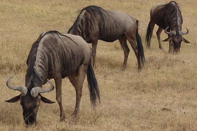Ngorongoro Crater — photograph 19