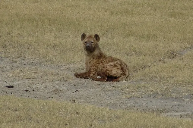A lone hyena