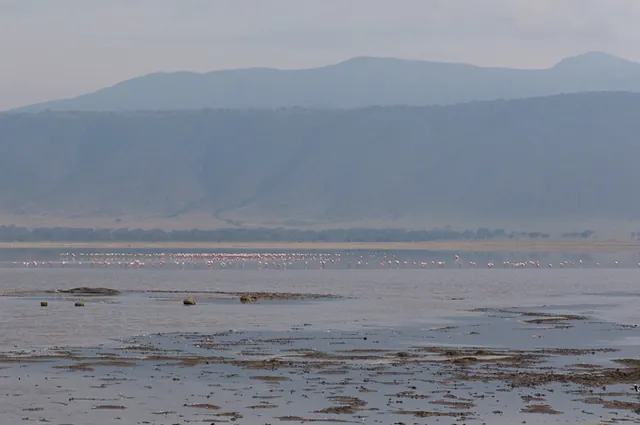Flamingos in Lake Magadi