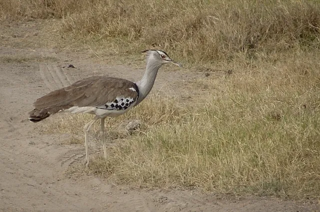 This bizarre looking bird is called a kori bustard
