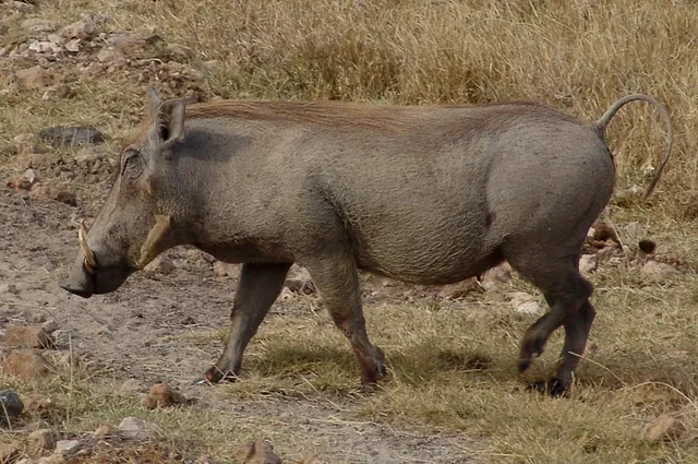 A meaty looking warthog ... anybody got an apple and a spit?
