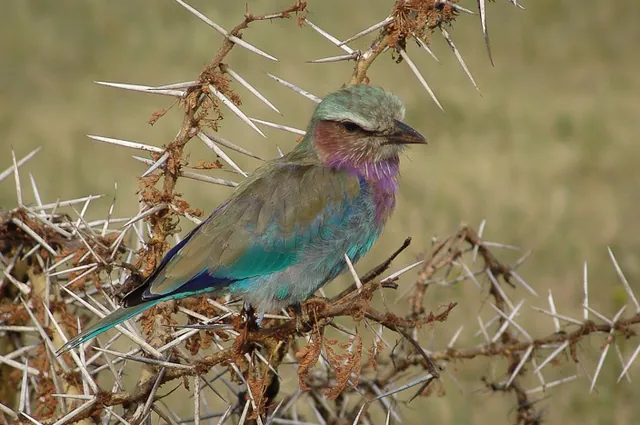 A colourful Lilac-breasted Roller taking refuge in a spiny bush