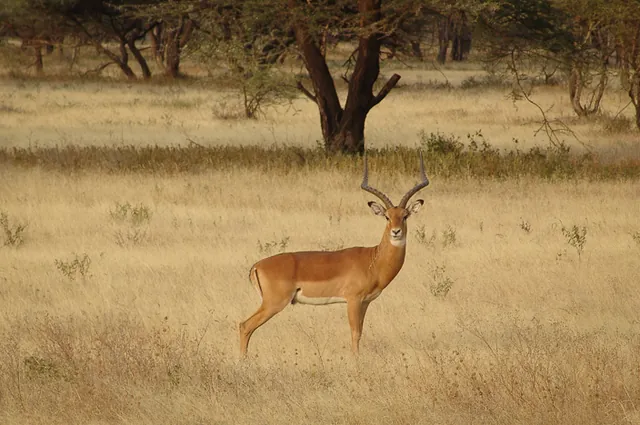 An impala taking note of us in the orange light of sunset
