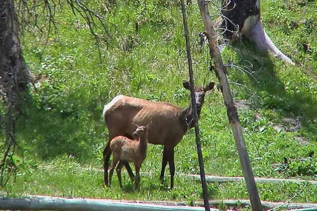 Grazing elk