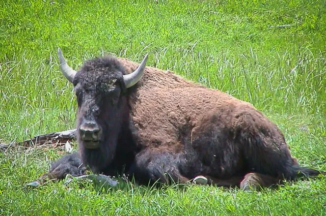The bison are impressive sized creatures