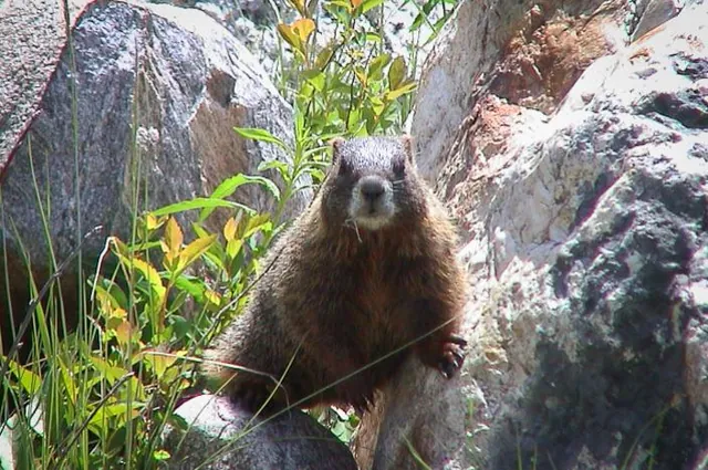 A Yellow-bellied Marmot on the trail