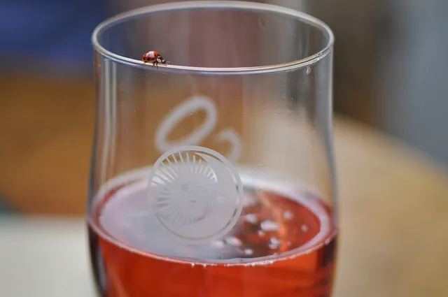 A ladybird attracted to the red beer