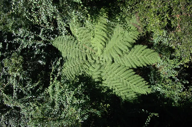 Looking down on the foliage from above