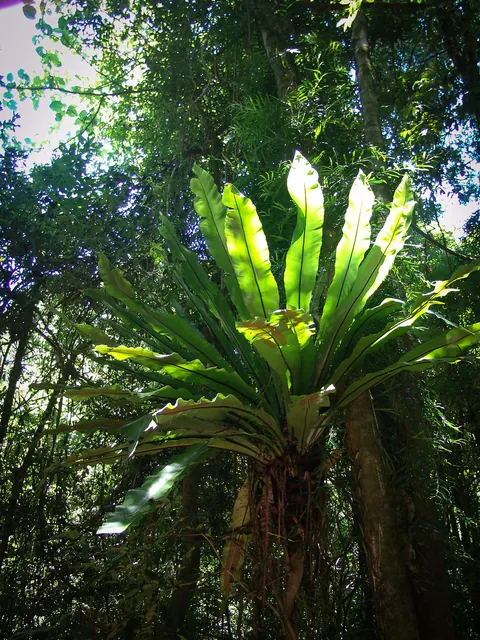 Lots of these huge bromelias growing out of the trees