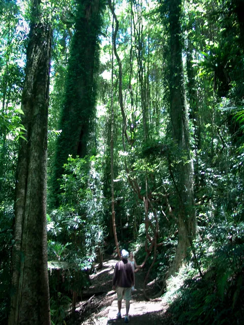 The height of the rainforest was difficult to comprehend at times