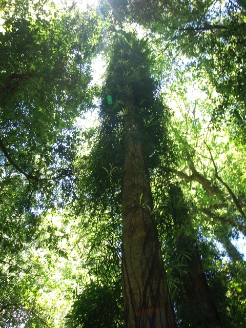 Difficult to see in the pic, but this tree climber has totally covered this tree trunk in a kind of a bush