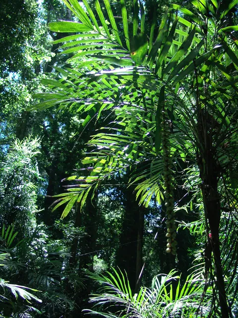 Dorrigo National Park — photograph 13