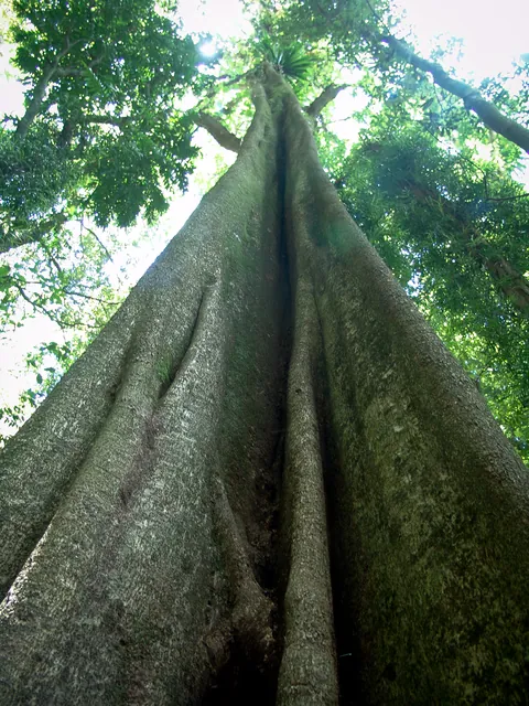 Rainforest-esque trunks rocket up into the sky