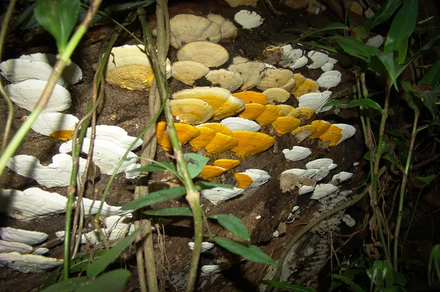 Fungi with bright coloured undersides