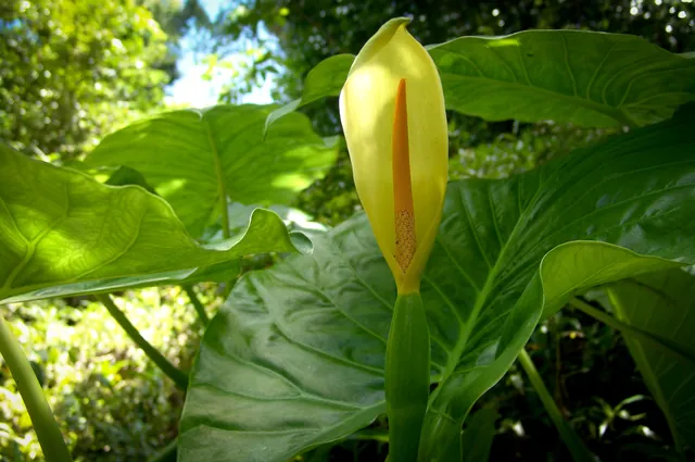 Some form of huge peace lilly