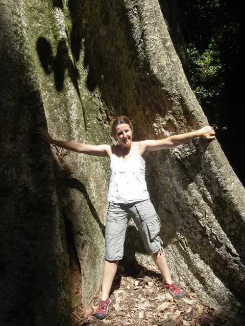 Huge tree trunks reminding of our time in the Amazon Basin undergrowth