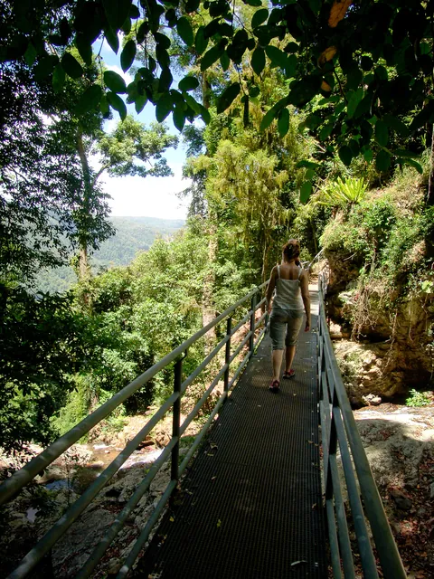Rainforest vista
