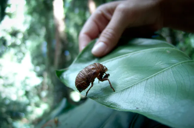An empty cicada shell stuck to a leaf