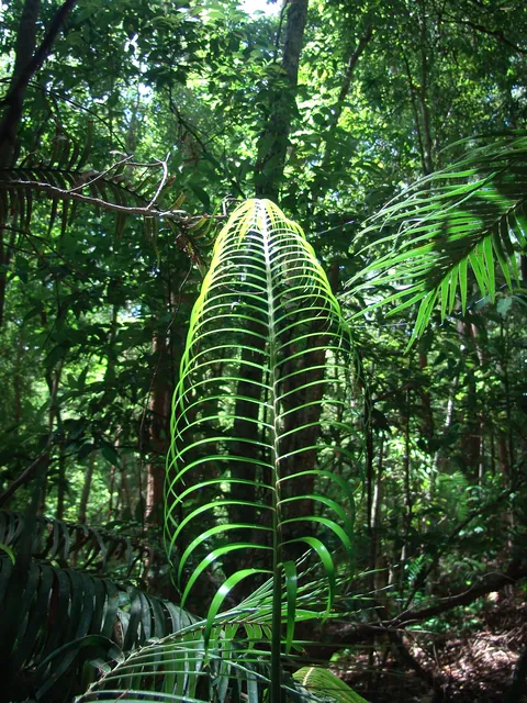 I love these huge super-shiny fern leaves - really catch the sunlight