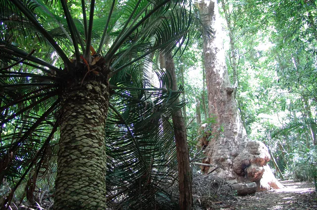 Dorrigo National Park — photograph 26