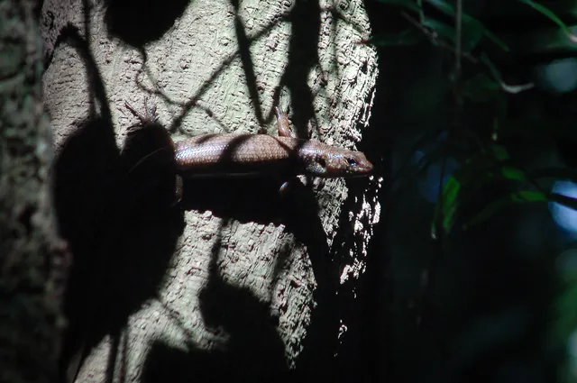 One of the many lizards out doing a spot of sunbathing