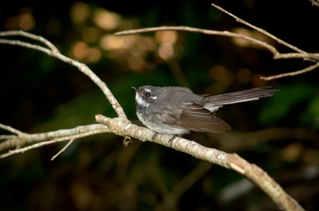 Lots of birds whizzing about in the forest - difficult to capture on film though