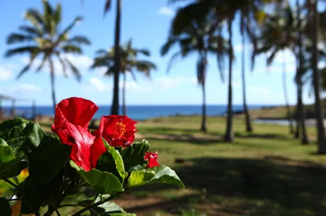 Tropical paradise!