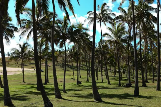 Easter Island (Rapa Nui) — photograph 17